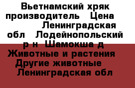 Вьетнамский хряк производитель › Цена ­ 10 000 - Ленинградская обл., Лодейнопольский р-н, Шамокша д. Животные и растения » Другие животные   . Ленинградская обл.